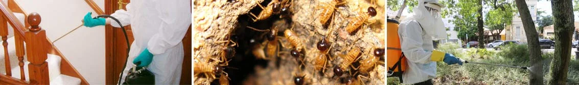 Serviço de Descupinização da Keiko Dedetizadora, protegendo estruturas de madeira