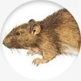 Rattus norvegicus - Ratazana de Esgoto